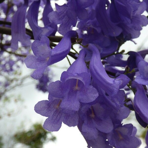 Jacaranda mimosifolia Çiçek