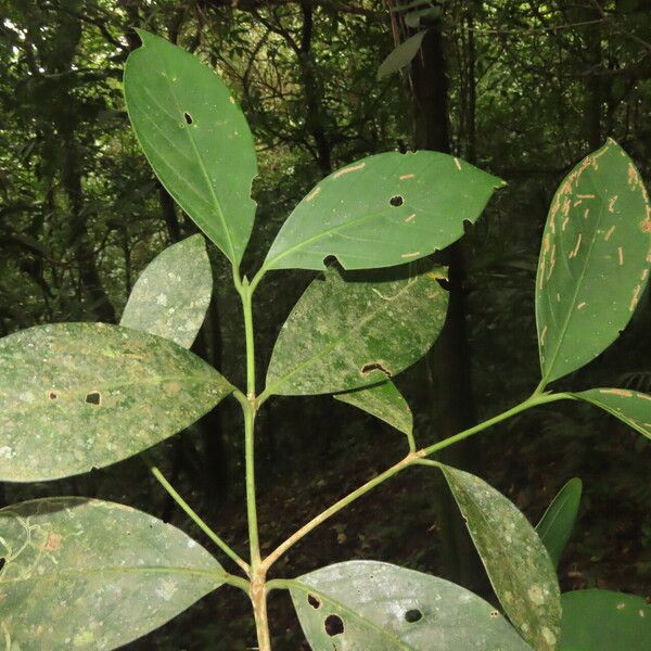 Posoqueria latifolia Lapas