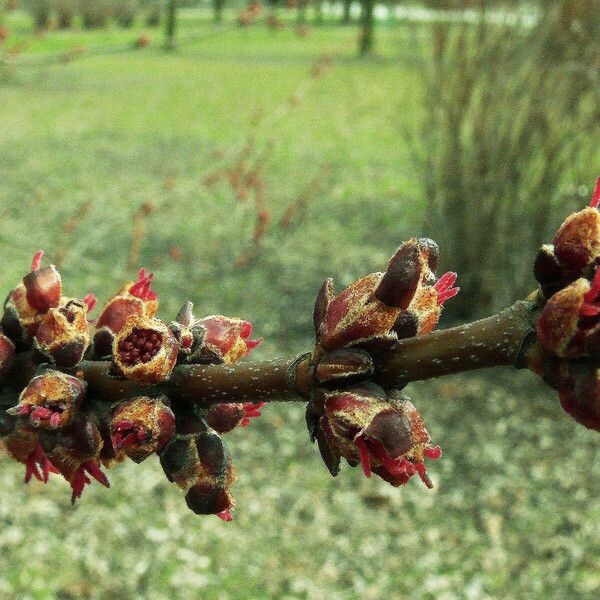 Acer saccharinum Λουλούδι