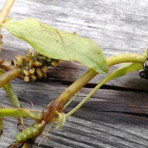 Potamogeton alpinus 花