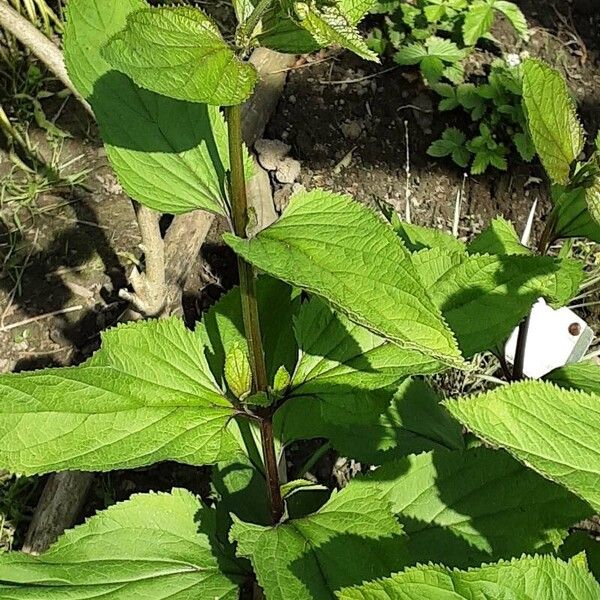 Scrophularia nodosa Folha