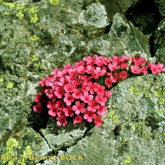 Androsace ciliata 整株植物