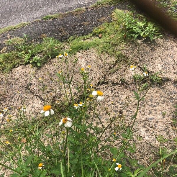 Bidens alba Flor