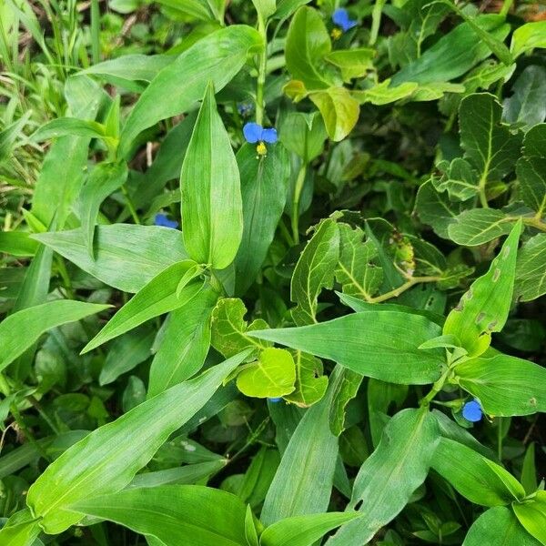 Commelina foliacea Blatt