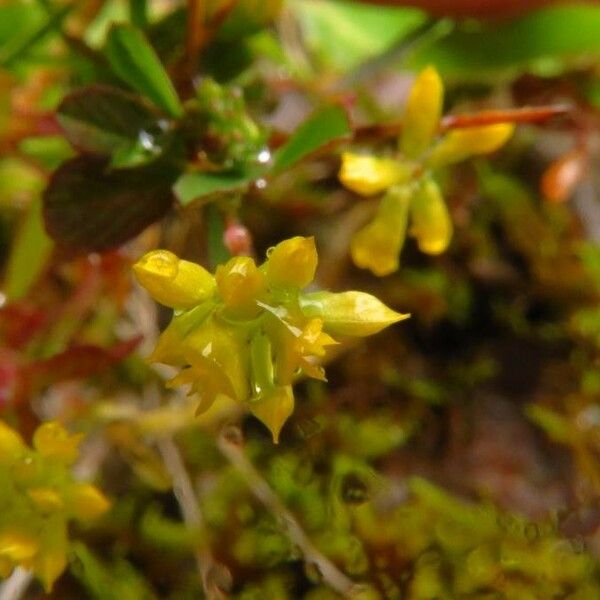 Sedum annuum 花