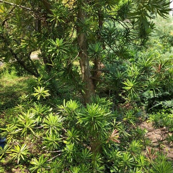 Podocarpus lambertii Habit