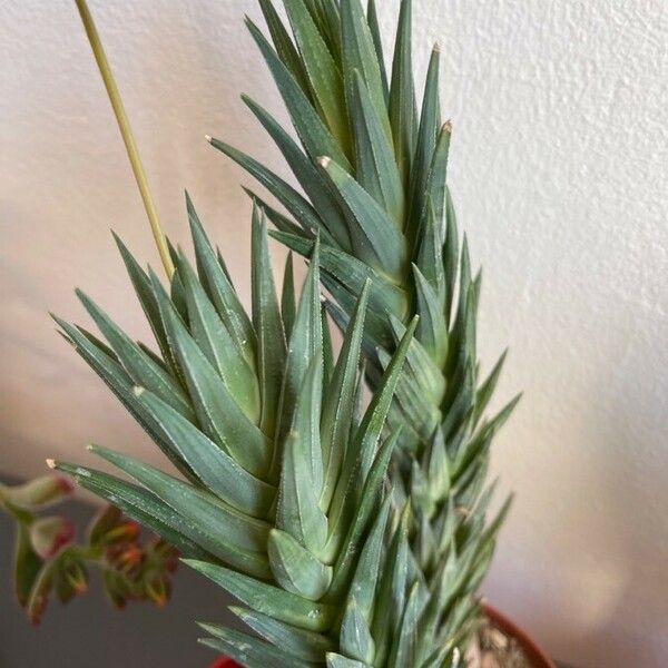 Haworthiopsis glauca Leaf