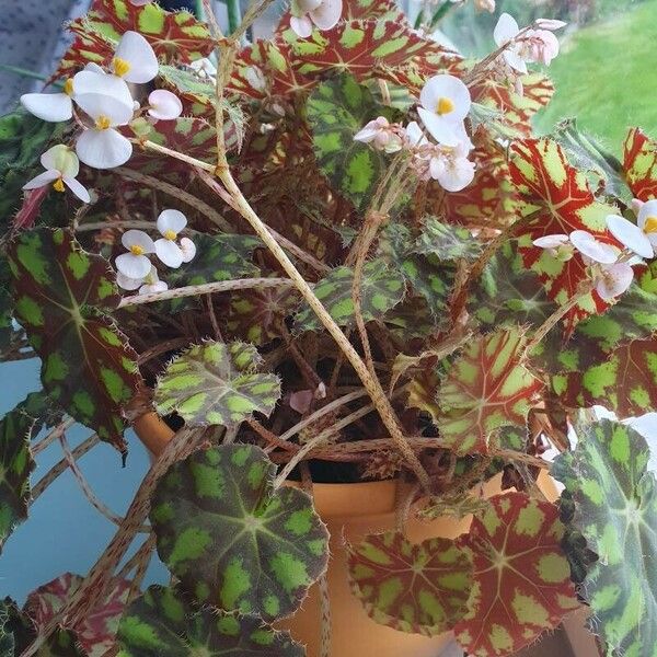 Begonia bowerae Kukka