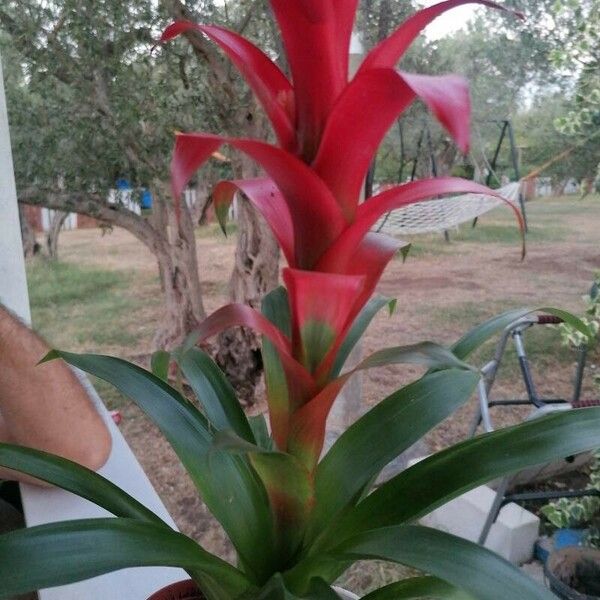 Guzmania monostachia 葉