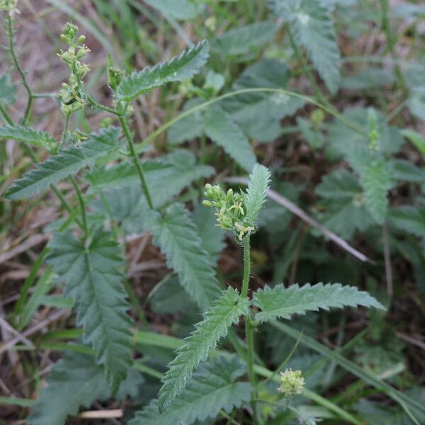 Tragia ramosa Habit