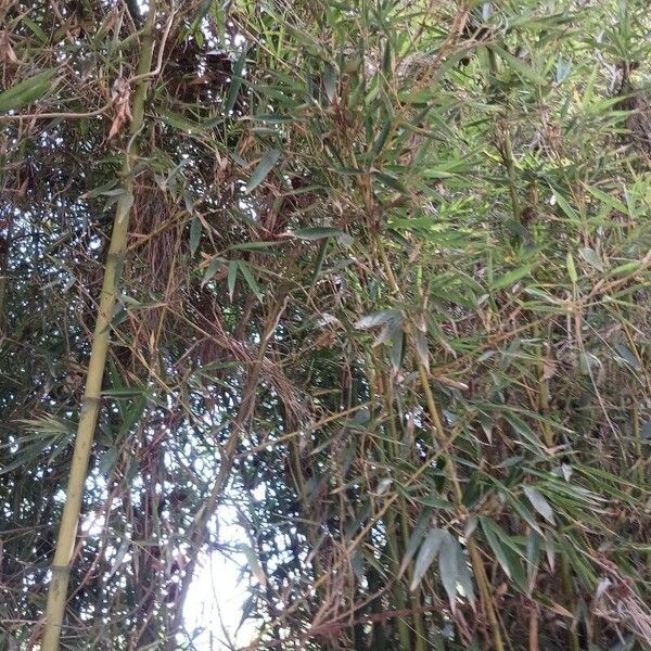 Phyllostachys aurea Leaf