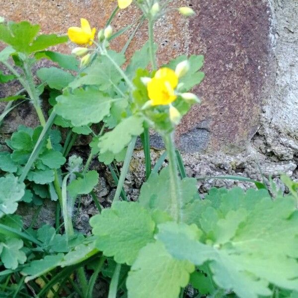 Chelidonium majus عادت