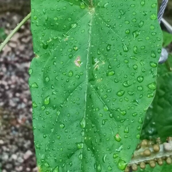 Adenia lobata Leaf