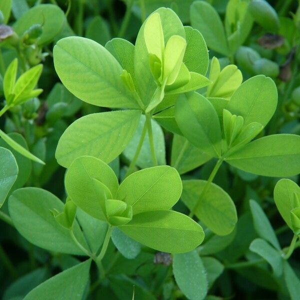 Baptisia australis Лист