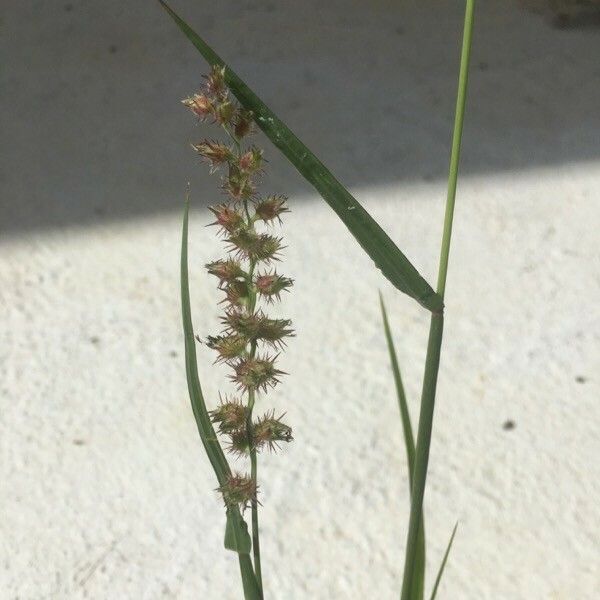 Cenchrus echinatus Yaprak