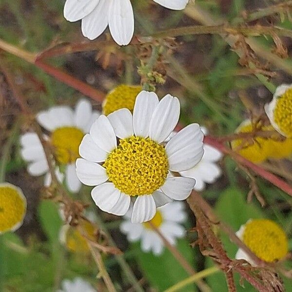 Anthemis arvensis फूल