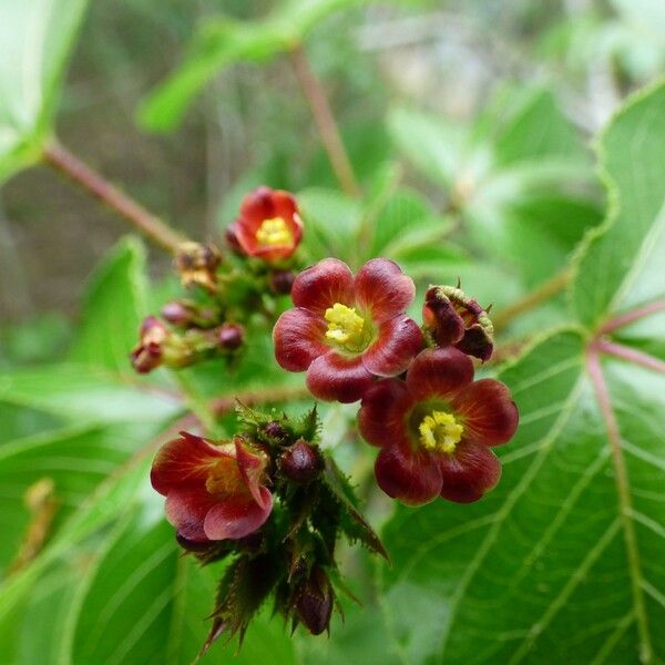 Jatropha gossypiifolia Flors