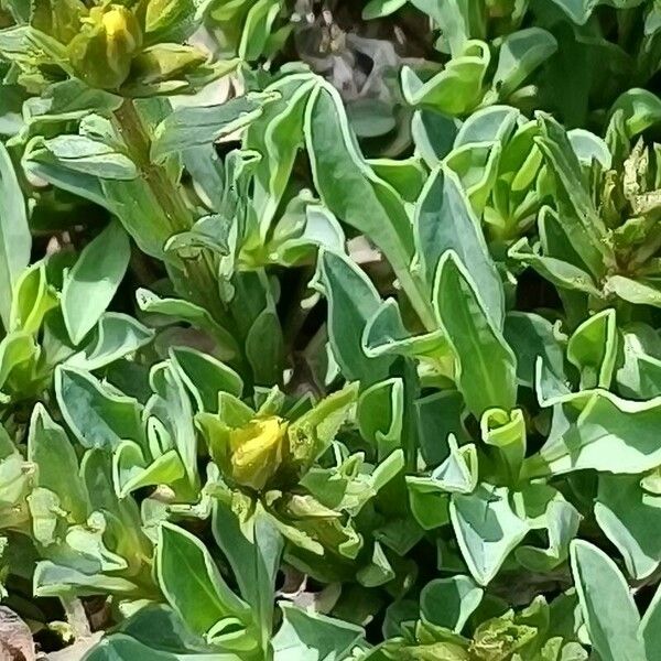 Linum campanulatum पत्ता