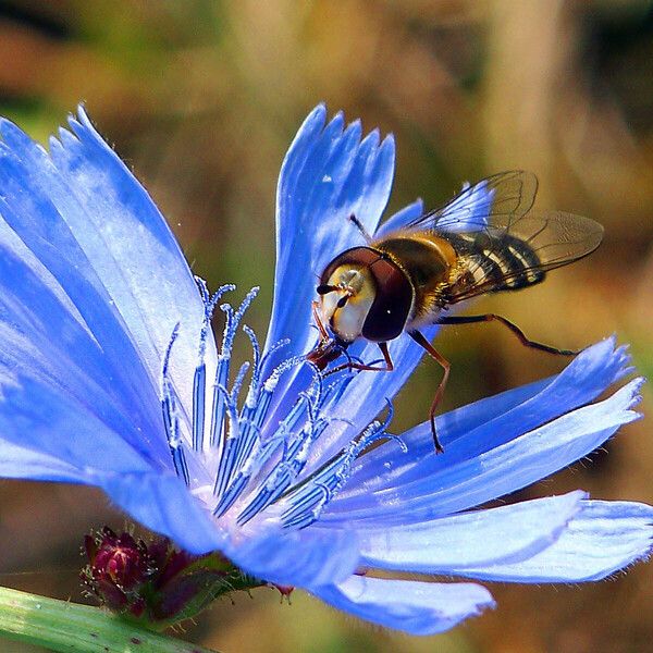 Cichorium intybus Flor