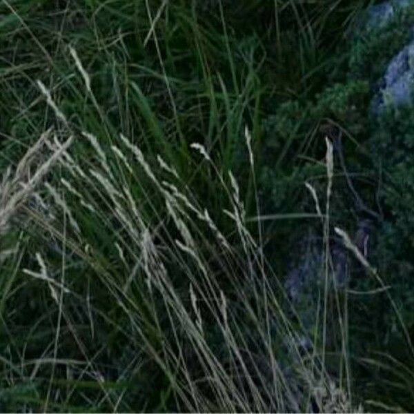 Festuca rubra Blomma