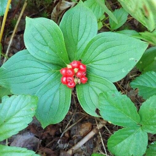 Cornus canadensis Plod