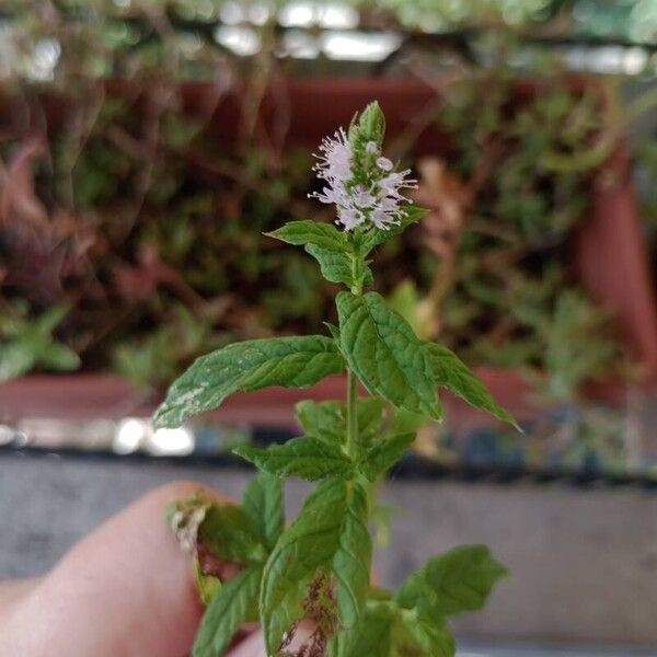 Mentha spicata Fiore