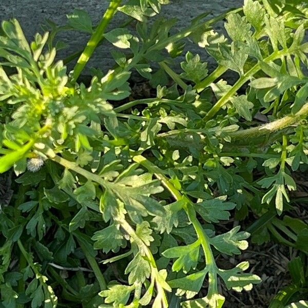 Lepidium didymum Feuille