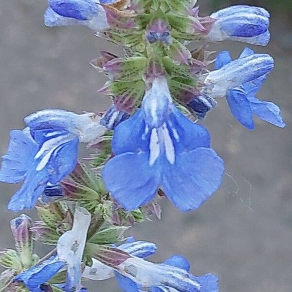 Salvia uliginosa Blodyn