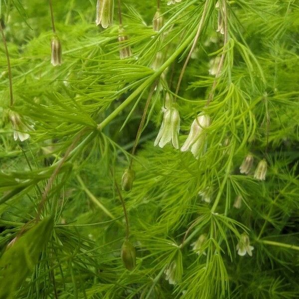 Asparagus tenuifolius Kvet