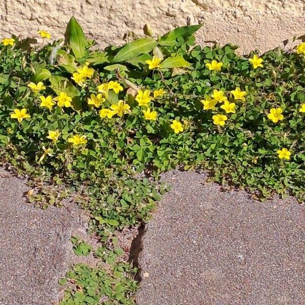 Oxalis stricta 葉