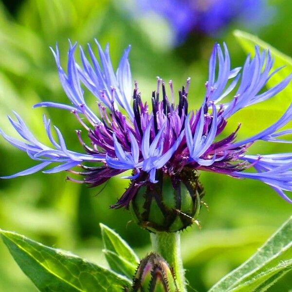 Centaurea triumfettii Kukka