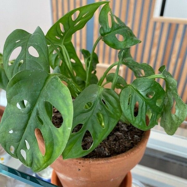 Monstera adansonii Leht