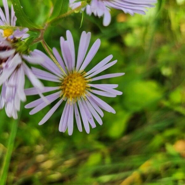 Symphyotrichum puniceum Blüte