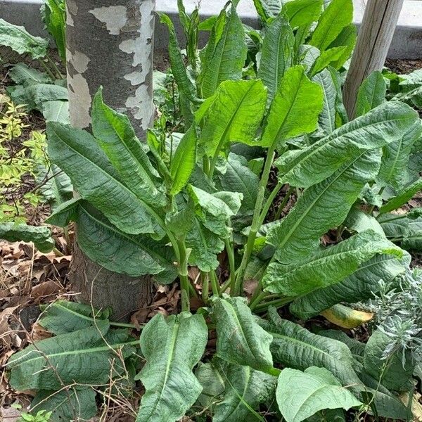 Rumex patientia Foglia