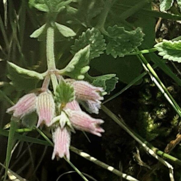 Nepeta cataria Blomma