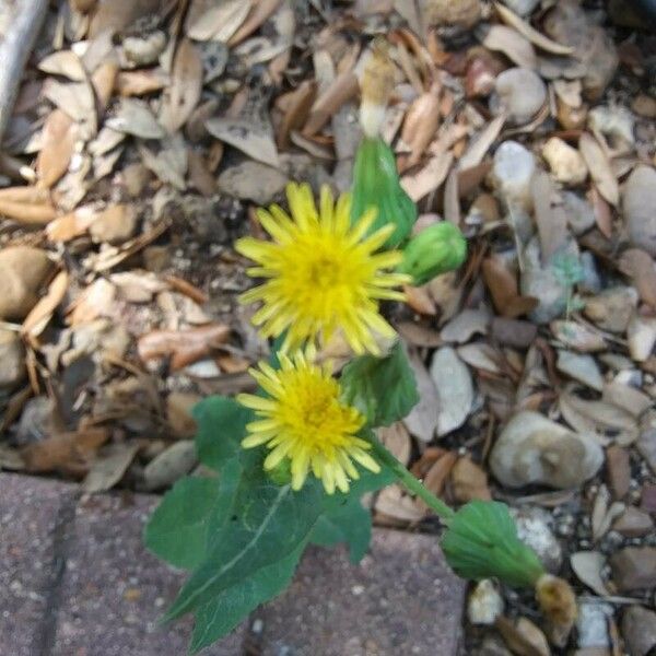 Sonchus oleraceus Flower