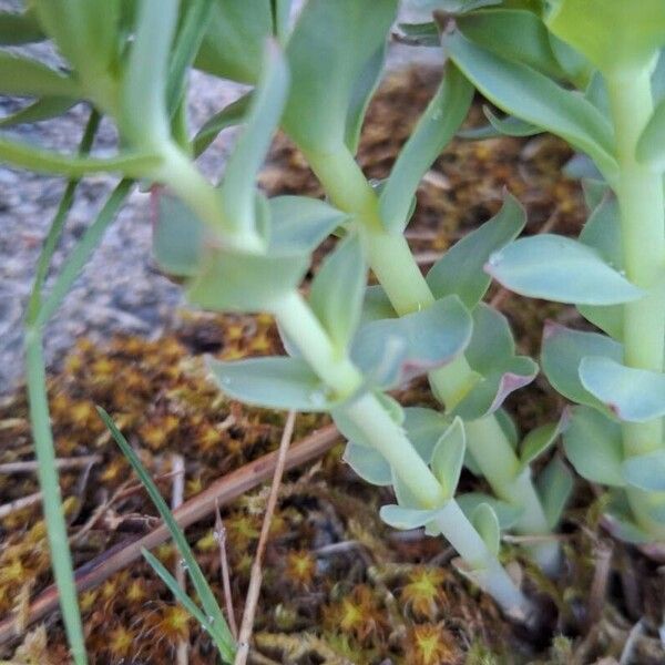 Rhodiola rosea Corteza