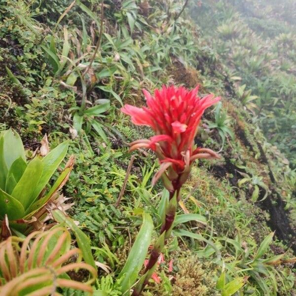 Pitcairnia bifrons Flower