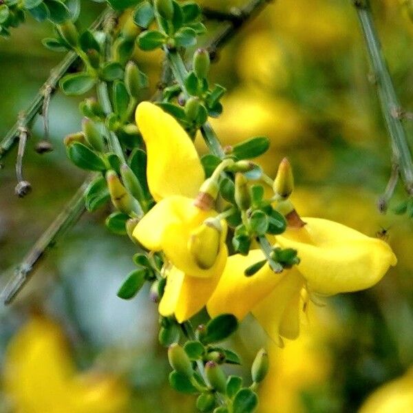 Cytisus scoparius Λουλούδι