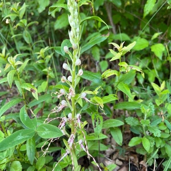 Himantoglossum adriaticum Blomma