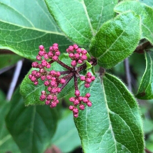 Viburnum tinus Кветка