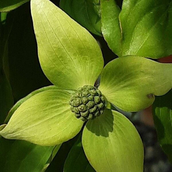 Cornus kousa Kukka