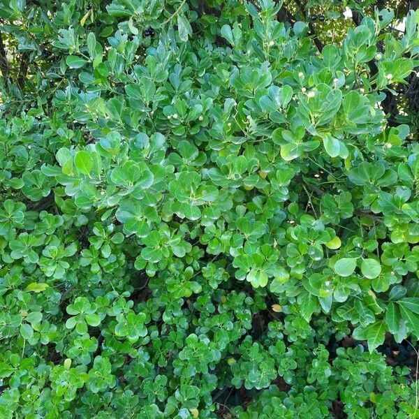 Euonymus japonicus आदत