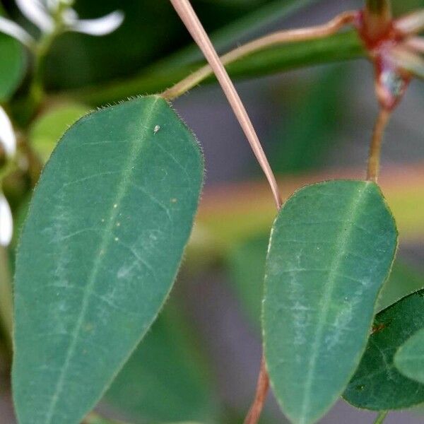 Euphorbia hypericifolia List