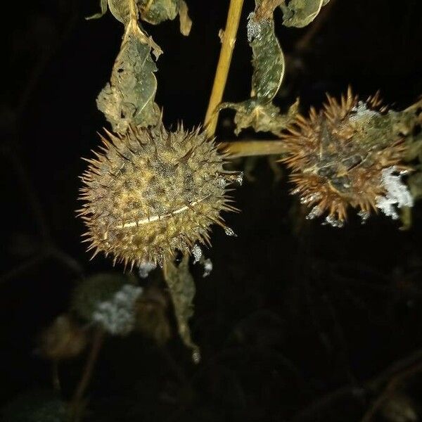 Datura stramonium Fruct