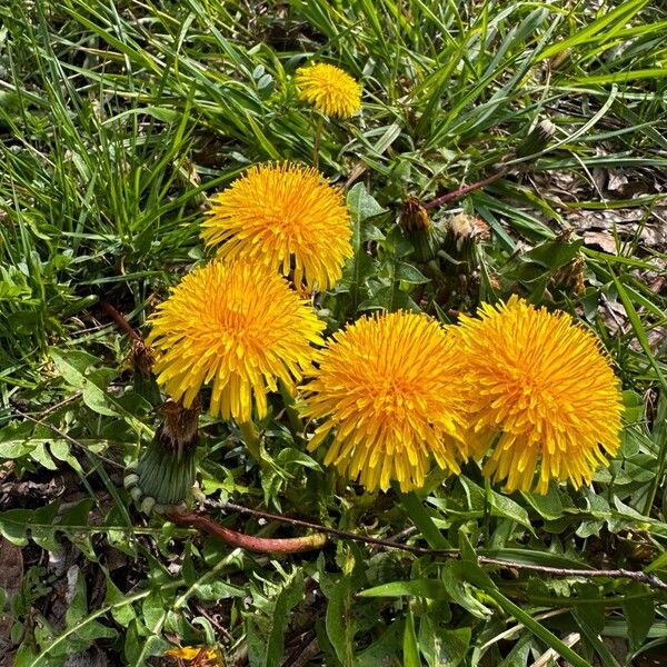 Taraxacum sect. Taraxacum Кветка