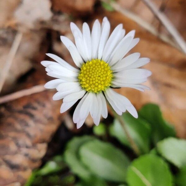 Bellis perennis Flower