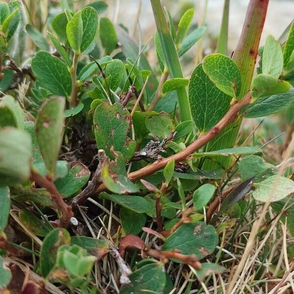 Vaccinium uliginosum Leaf