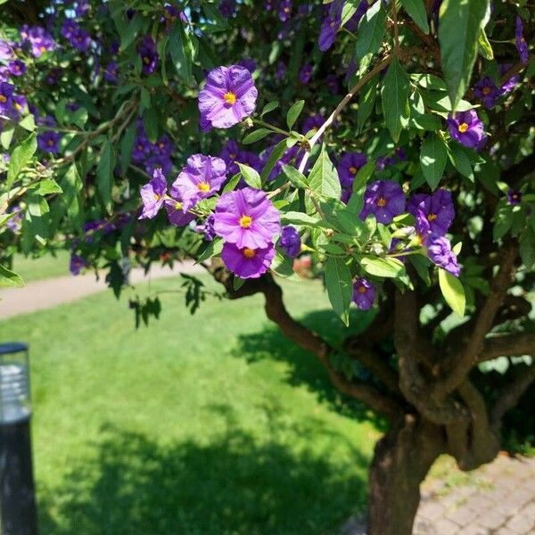 Lycianthes rantonnetii Blüte