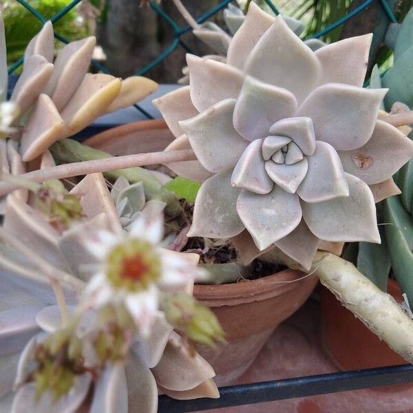 Graptopetalum paraguayense Habitus